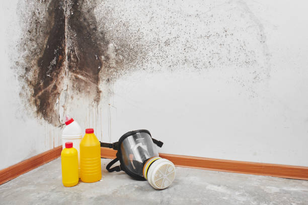 Mold Remediation for Rental Properties in Makaha, HI